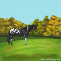 Horse Color:White Spotted Black Tobiano Appaloosa 