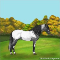 Horse Color:White Spotted Blue Roan Snowcap