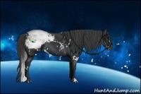 Horse Color:White Spotted Black Snowcap 