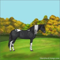 Horse Color:Black Tobiano Appaloosa 
