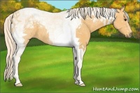 Horse Color:Palomino Tobiano 
