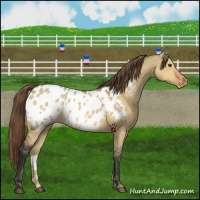 Horse Color:Buckskin Dun Blanket 