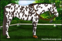 Horse Color:Liver Chestnut Appaloosa 