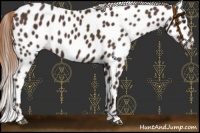 Horse Color:Liver Chestnut Appaloosa 