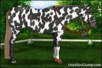 Horse Color:Liver Chestnut Appaloosa