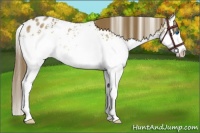 Horse Color:White Spotted Buckskin Dun Splash Appaloosa 