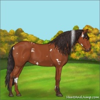 Horse Color:White Spotted Bay 