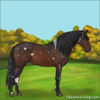 Horse Color:White Spotted Bay