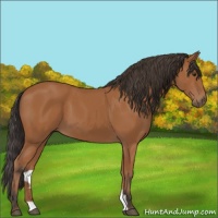Horse Color:Bay 