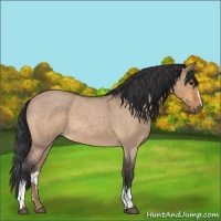 Horse Color:White Spotted Bay Roan Dun 