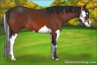 Horse Color:Bay Splash Frame 