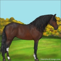 Horse Color:Brown 