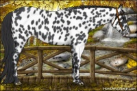 Horse Color:Blue Roan Leopard 