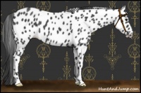 Horse Color:Blue Roan Leopard 
