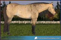 Horse Color:Buckskin Dun Rabicano Brindle 
