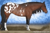 Horse Color:Brown Appaloosa Rabicano
