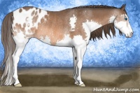 Horse Color:Bay Sabino Splash Appaloosa Rabicano 