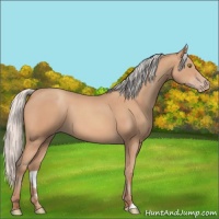 Horse Color:Silver Amber Champagne 