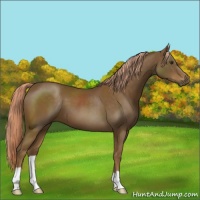 Horse Color:Chocolate Palomino 