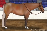 Horse Color:Silver Bay 