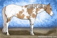 Horse Color:White Spotted Silver Brown Dun Sabino Snowcap 