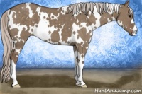 Horse Color:White Spotted Silver Grullo
