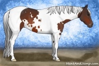 Horse Color:White Spotted Bay Tobiano Appaloosa