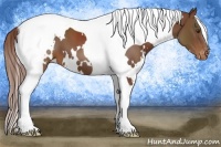 Horse Color:White Spotted Chestnut Tobiano Appaloosa 