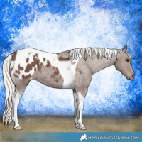 Horse Color:Silver Black Tobiano Appaloosa
