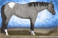 Horse Color:Grullo Roan Appaloosa 