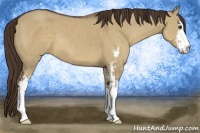 Horse Color:Liver Red Dun Sabino 