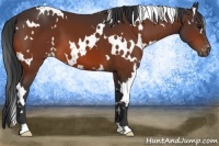 Horse Color:White Spotted Bay Appaloosa 