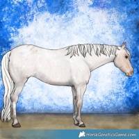 Horse Color:White Spotted Silver Bay Roan Appaloosa