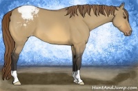 Horse Color:Buckskin Dun Appaloosa