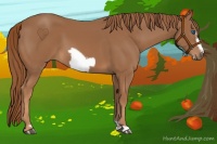 Horse Color:Chestnut Frame 