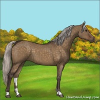 Horse Color:Silver Brown Dun 