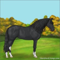 Horse Color:Black 