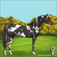 Horse Color:White Spotted Liver Chestnut