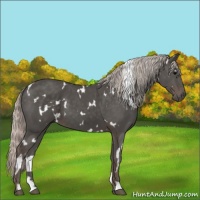 Horse Color:White Spotted Silver Black 