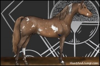 Horse Color:White Spotted Liver Chestnut Rabicano