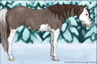 Horse Color:Liver Red Roan Splash 