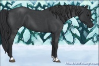 Horse Color:Blue Roan 