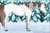 Horse Color:Chestnut Appaloosa 