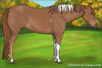 Horse Color:Chestnut Tobiano 