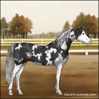 Horse Color:White Spotted Liver Chestnut Sabino Splash 
