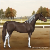 Horse Color:Liver Chestnut Sabino Tobiano