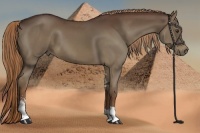 Horse Color:Liver Chestnut Sabino 