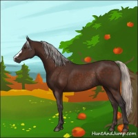 Horse Color:Silver Brown Rabicano 