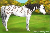 Horse Color:Bay Roan Splash Appaloosa 