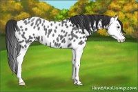 Horse Color:Blue Roan Splash Leopard 